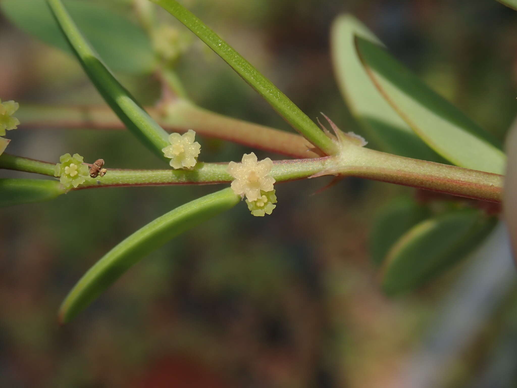 Image of Synostemon bacciformis (L.) G. L. Webster