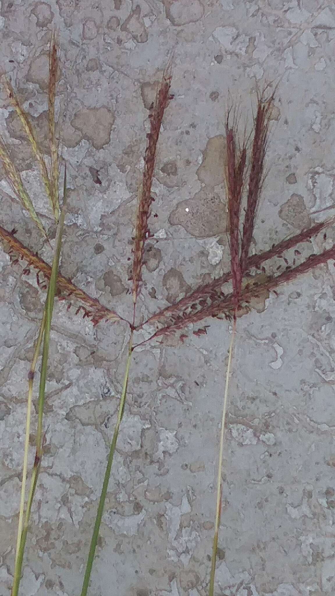 Image of Kleberg's bluestem