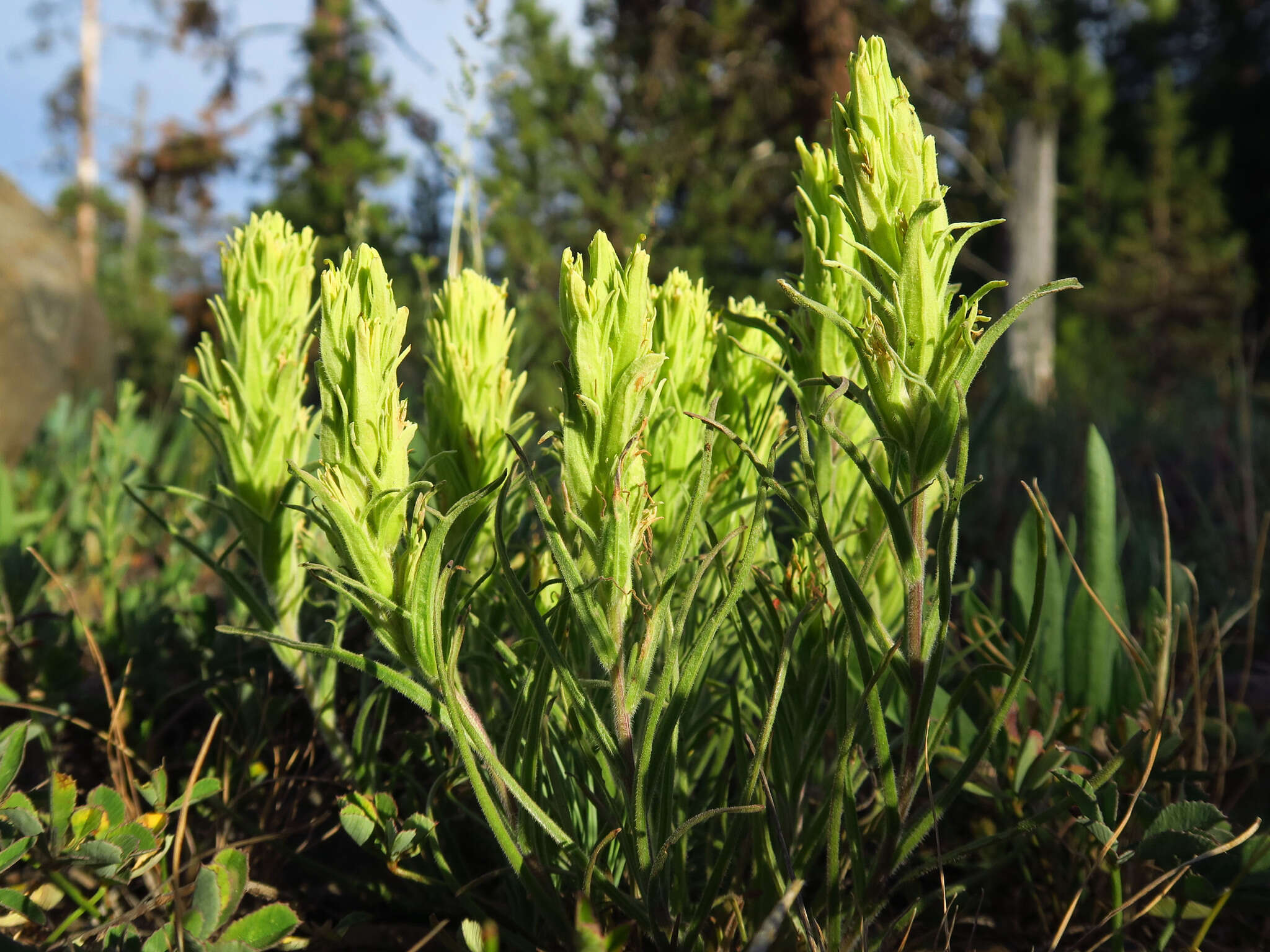 Image of <i>Castilleja <i>pilosa</i></i> var. pilosa