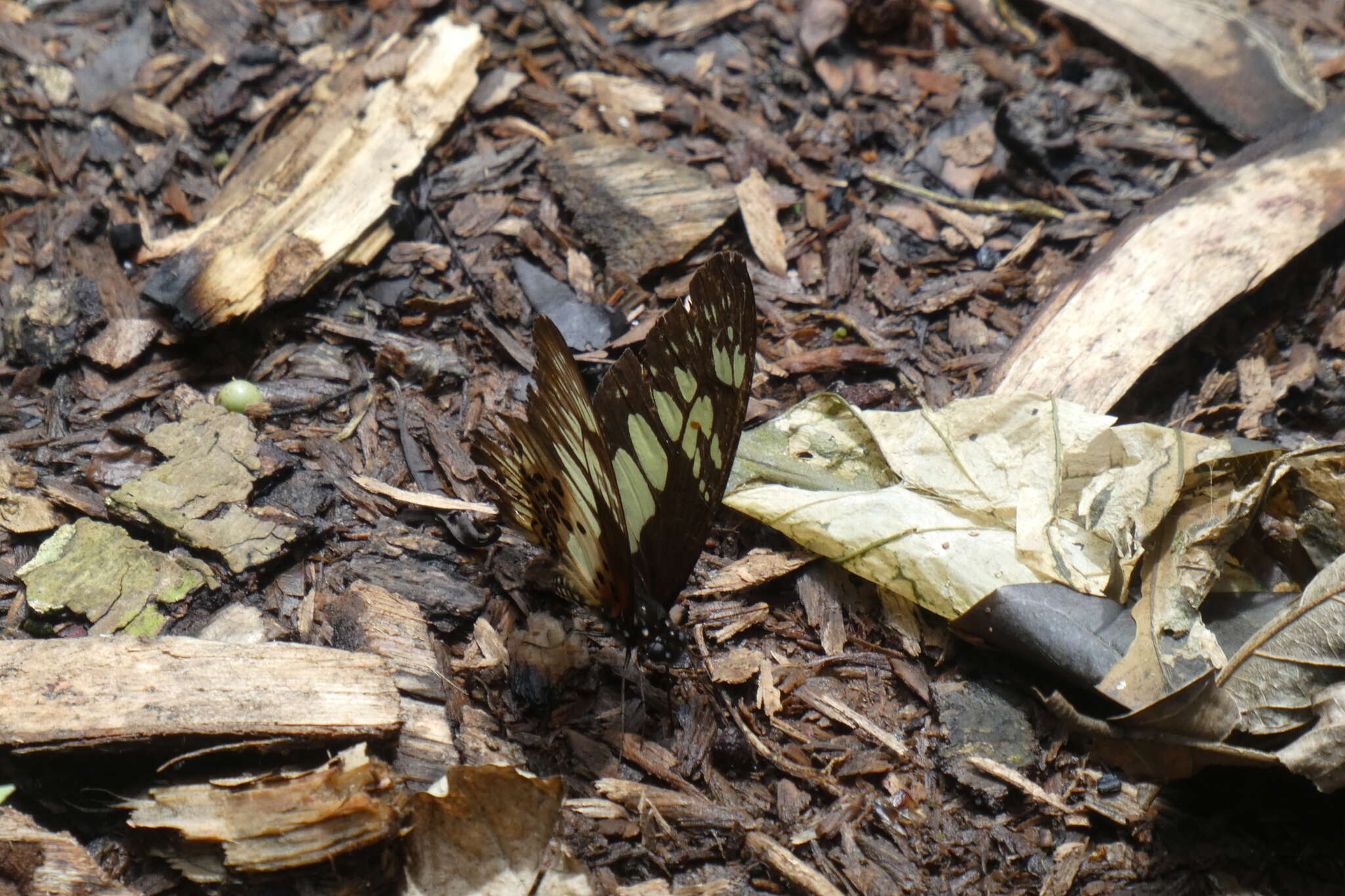 Graphium latreillianus (Godart (1819))的圖片