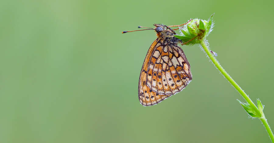 Image of Twin-spot Fritillary