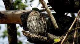 Image of Otus senegalensis senegalensis (Swainson 1837)