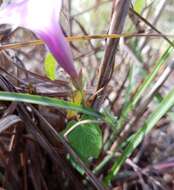 Image of rockland morning-glory