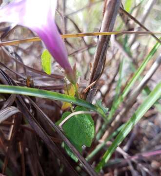 Image of rockland morning-glory