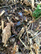 Image of Eastern Red-backed Salamander