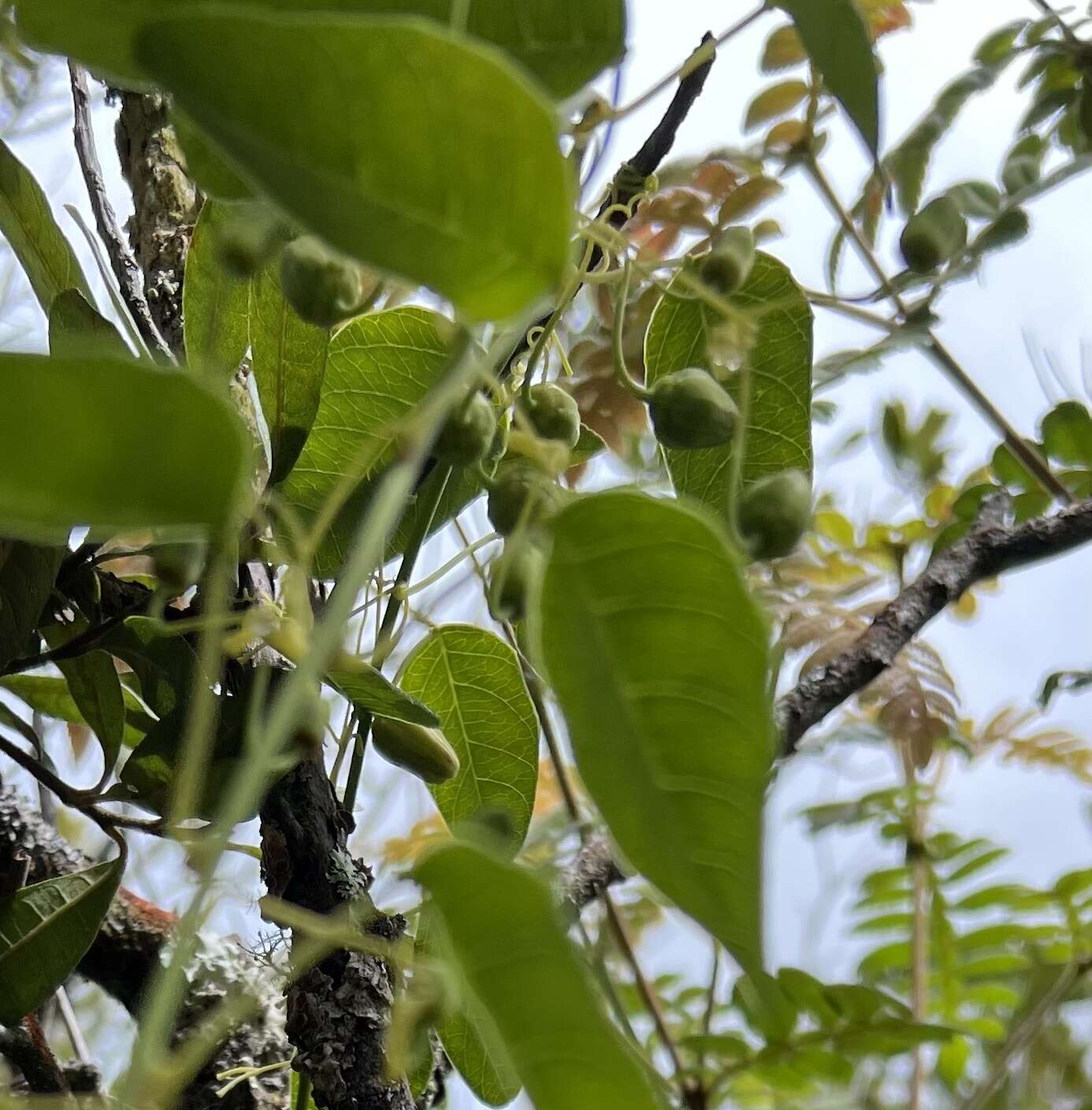 Image of Passiflora gracillima Killip