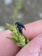 Mecinus janthiniformis Tosevski & Caldara ex Tosevski, Caldara, Jovic & Hernández-Vera resmi