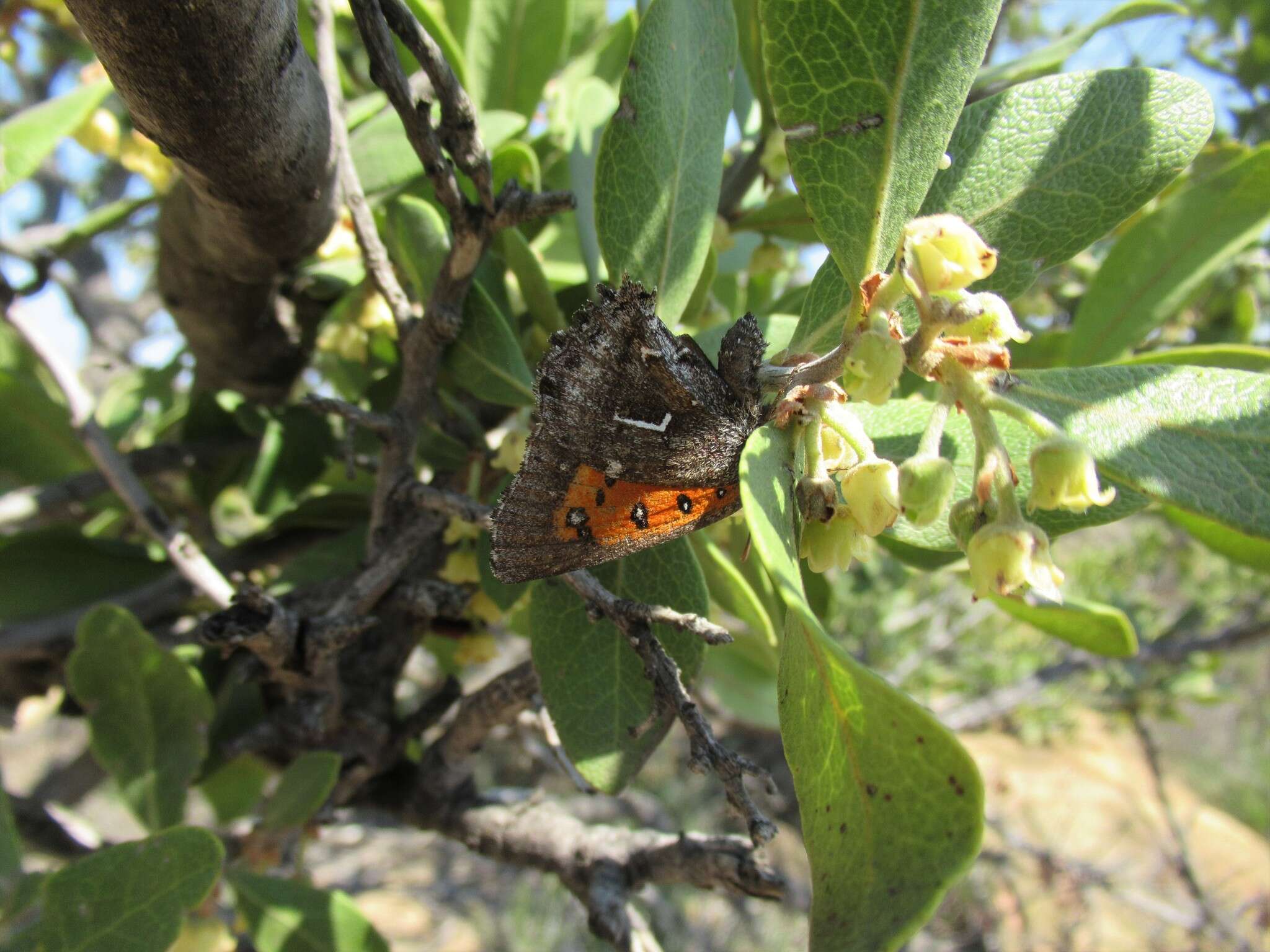 Image of Phasis clavum clavum