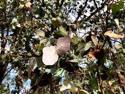 Imagem de Eucalyptus melanophloia subsp. melanophloia