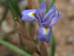 Image of Moraea mediterranea Goldblatt