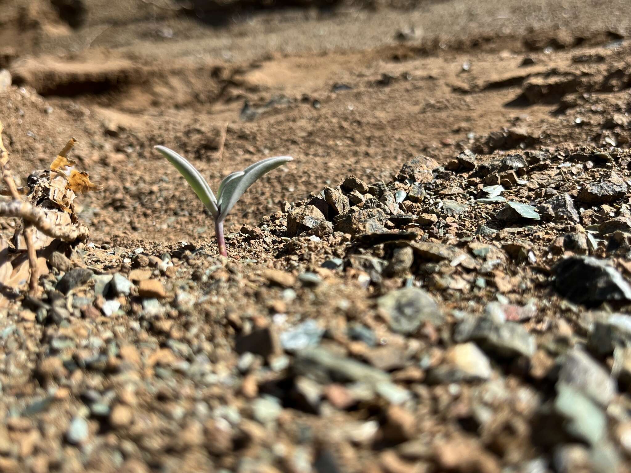 Image of Talus Fritillary