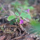 Image de Impatiens violiflora Hook. fil.