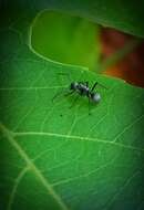 Image de Polyrhachis tibialis Smith 1858