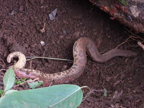 Image of Common Sand Boa