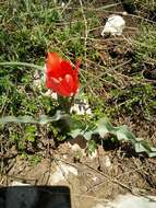 Image of Tulipa agenensis Redouté