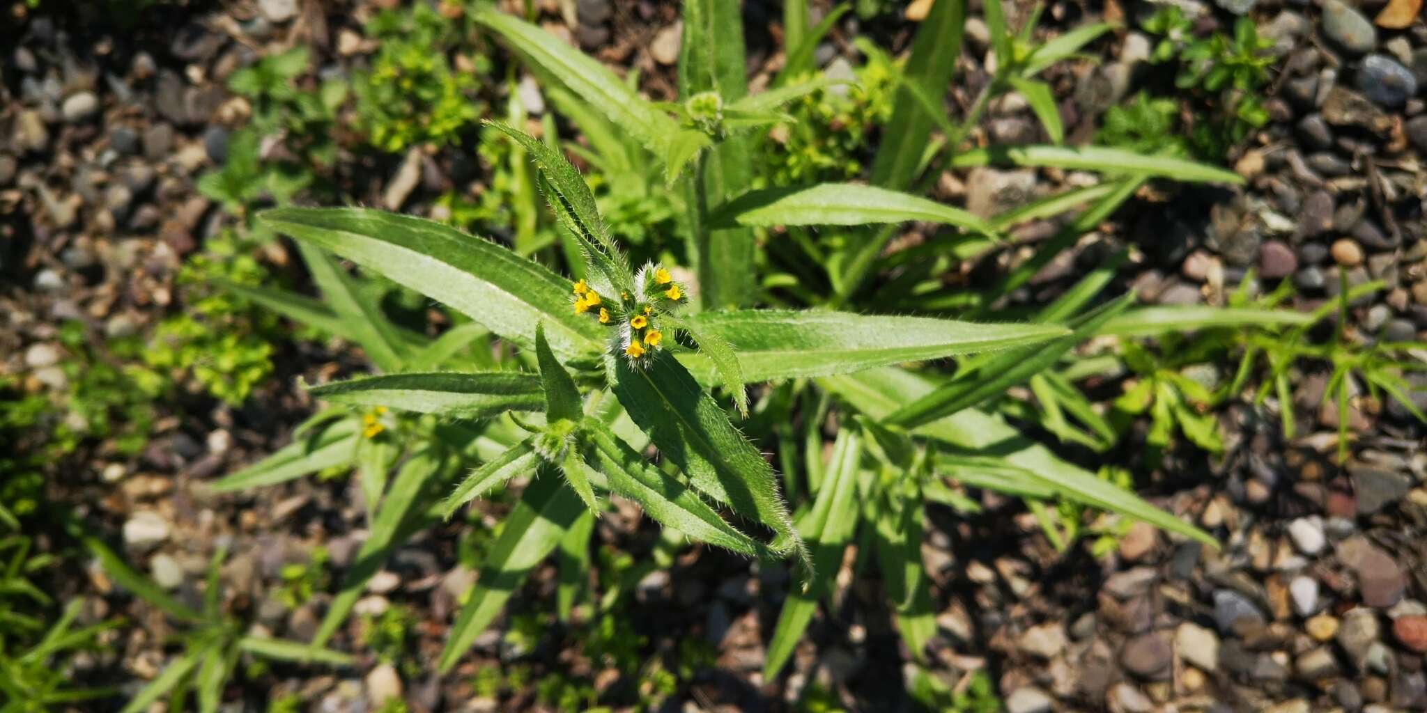 Слика од Amsinckia calycina (Moris) Chater