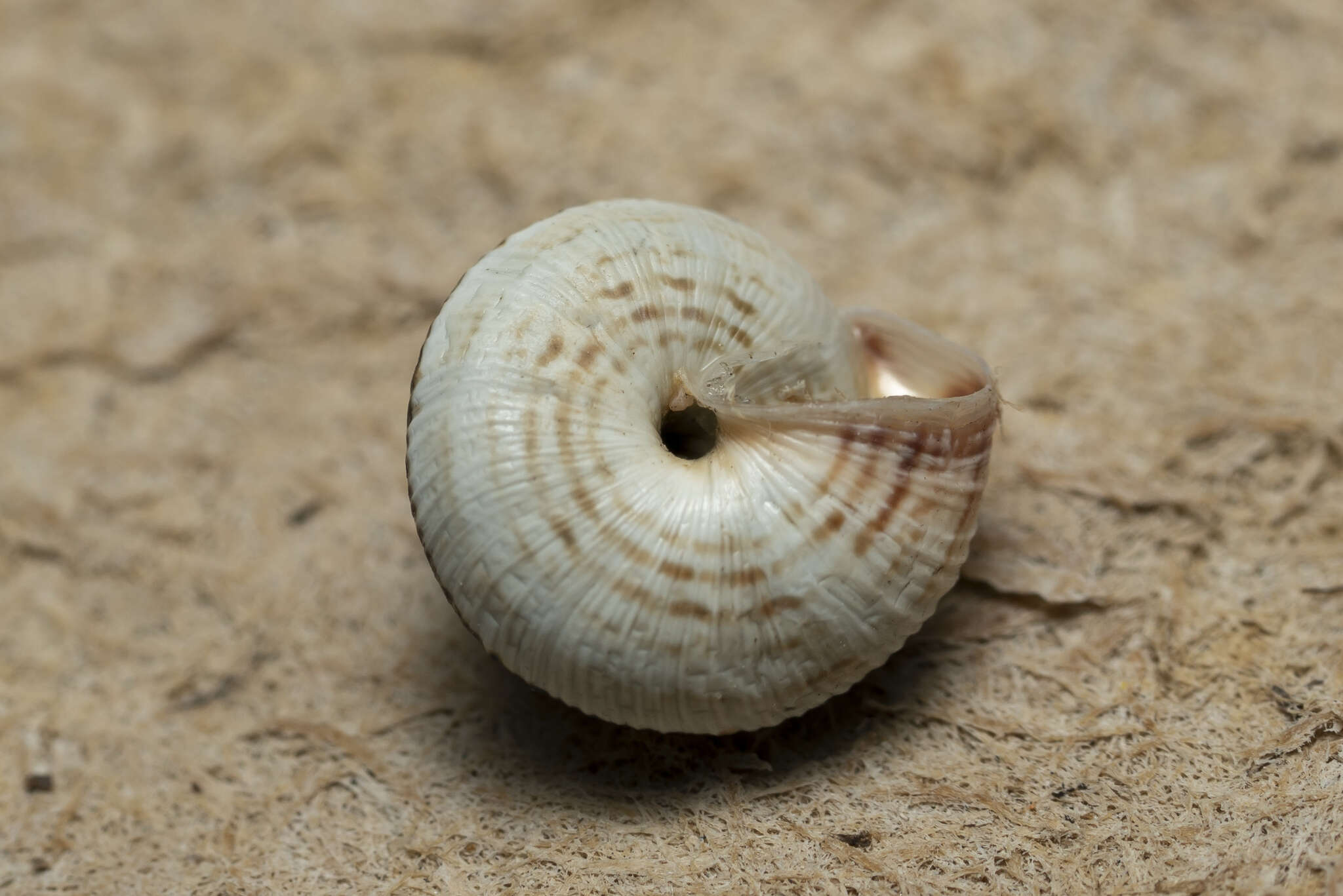 Image of Trochoidea pyramidata (Draparnaud 1805)