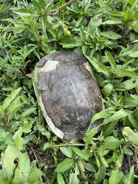 Image of Hispaniolan Slider Turtle