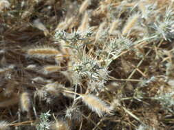 Image de Eryngium aristulatum subsp. aristulatum