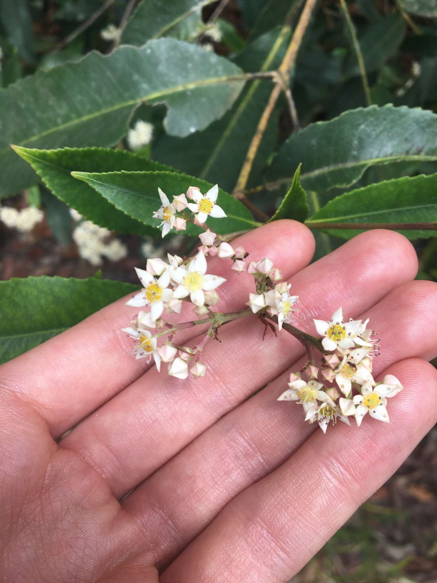 Слика од Ceratopetalum apetalum D. Don