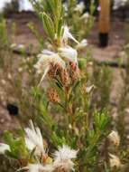 Image of Baccharis linearis (Ruiz & Pavón) Pers.