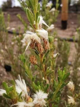 Imagem de Baccharis linearis (Ruiz & Pavón) Pers.