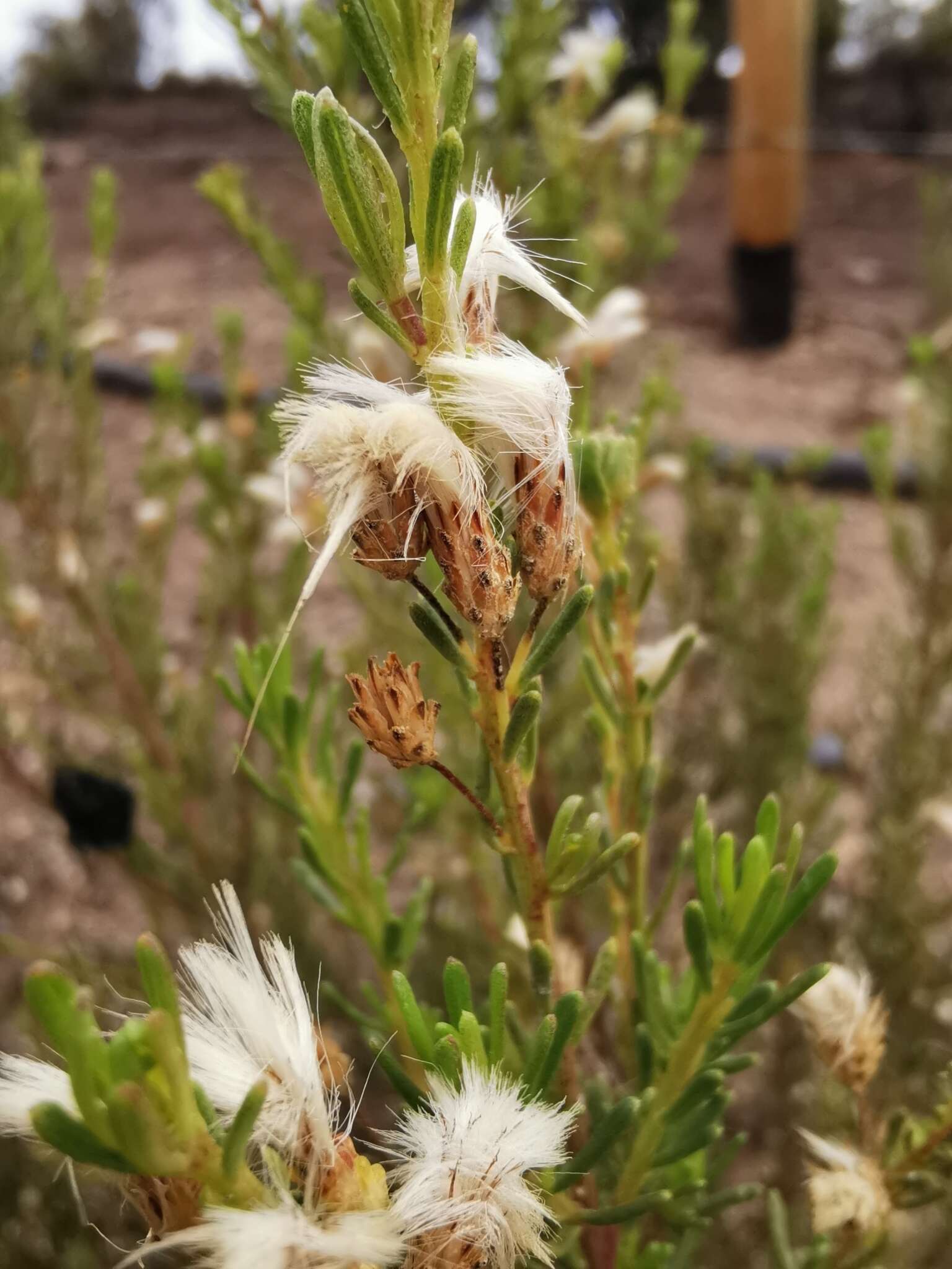 Image of Baccharis linearis (Ruiz & Pavón) Pers.