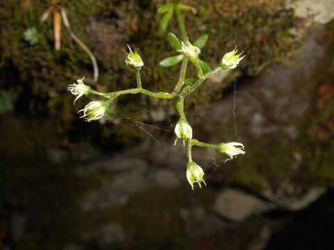 Слика од Sedum cepaea L.