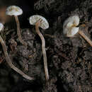 Imagem de Inocybe comatella (Peck) Sacc. 1887