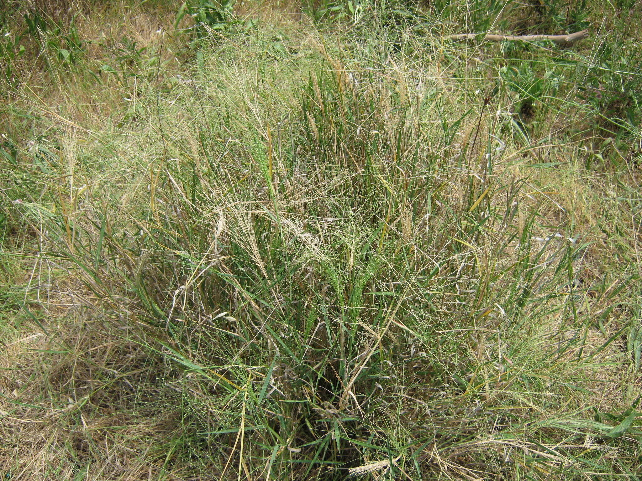 Image of Hairy Panic Grass