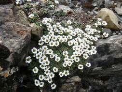 Sivun Saxifraga alpigena H. Sm. kuva