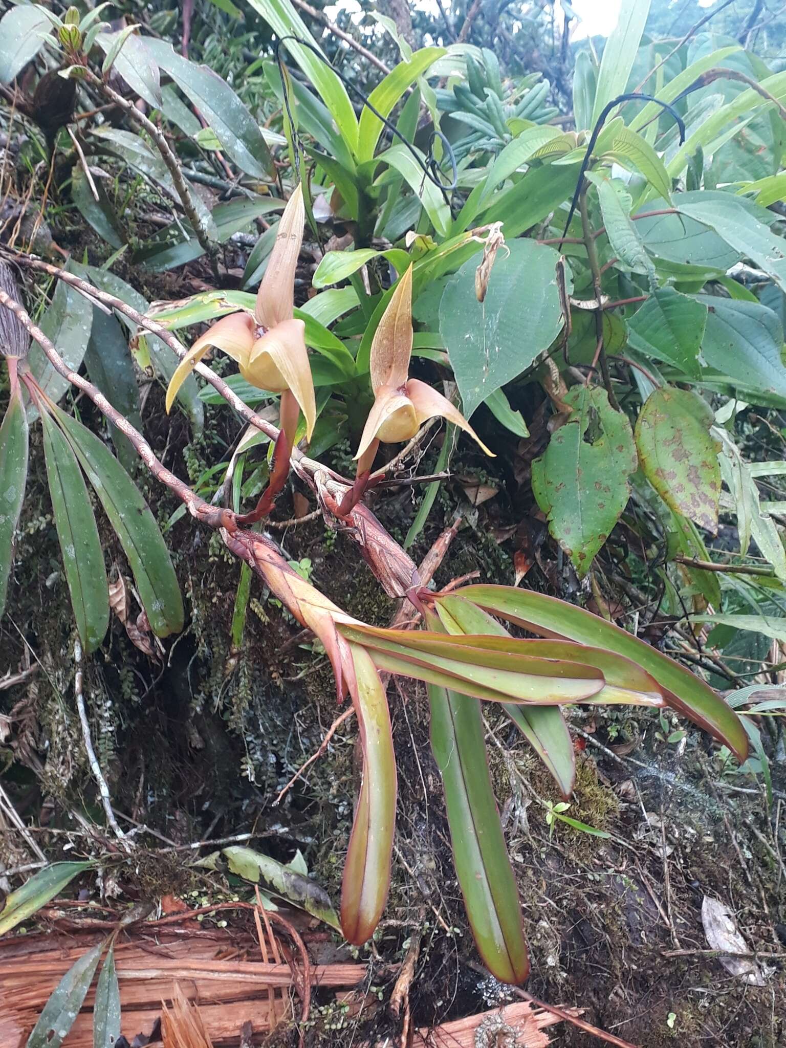 Imagem de Maxillaria erikae Molinari