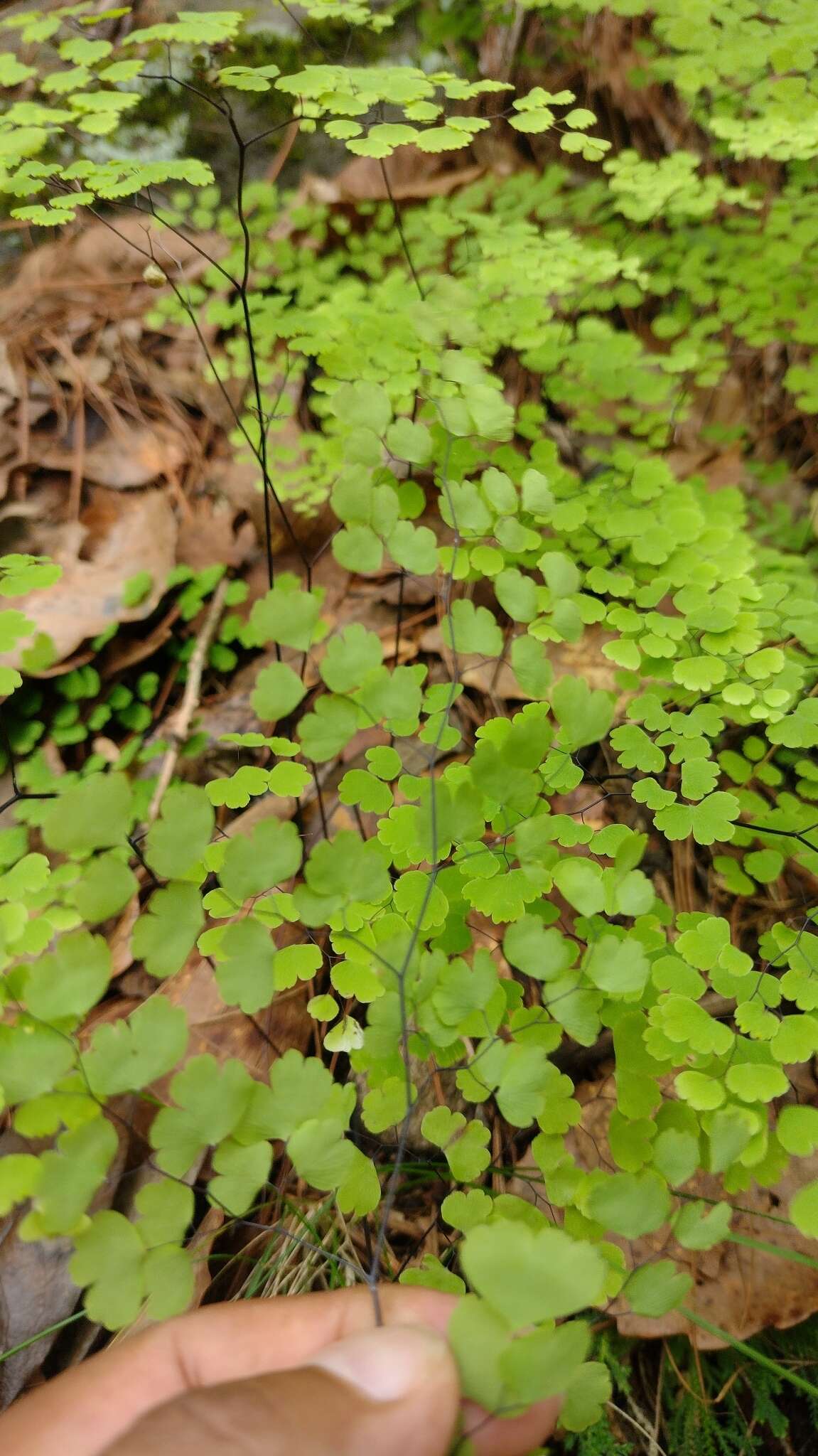 Adiantum poiretii Wikstr.的圖片