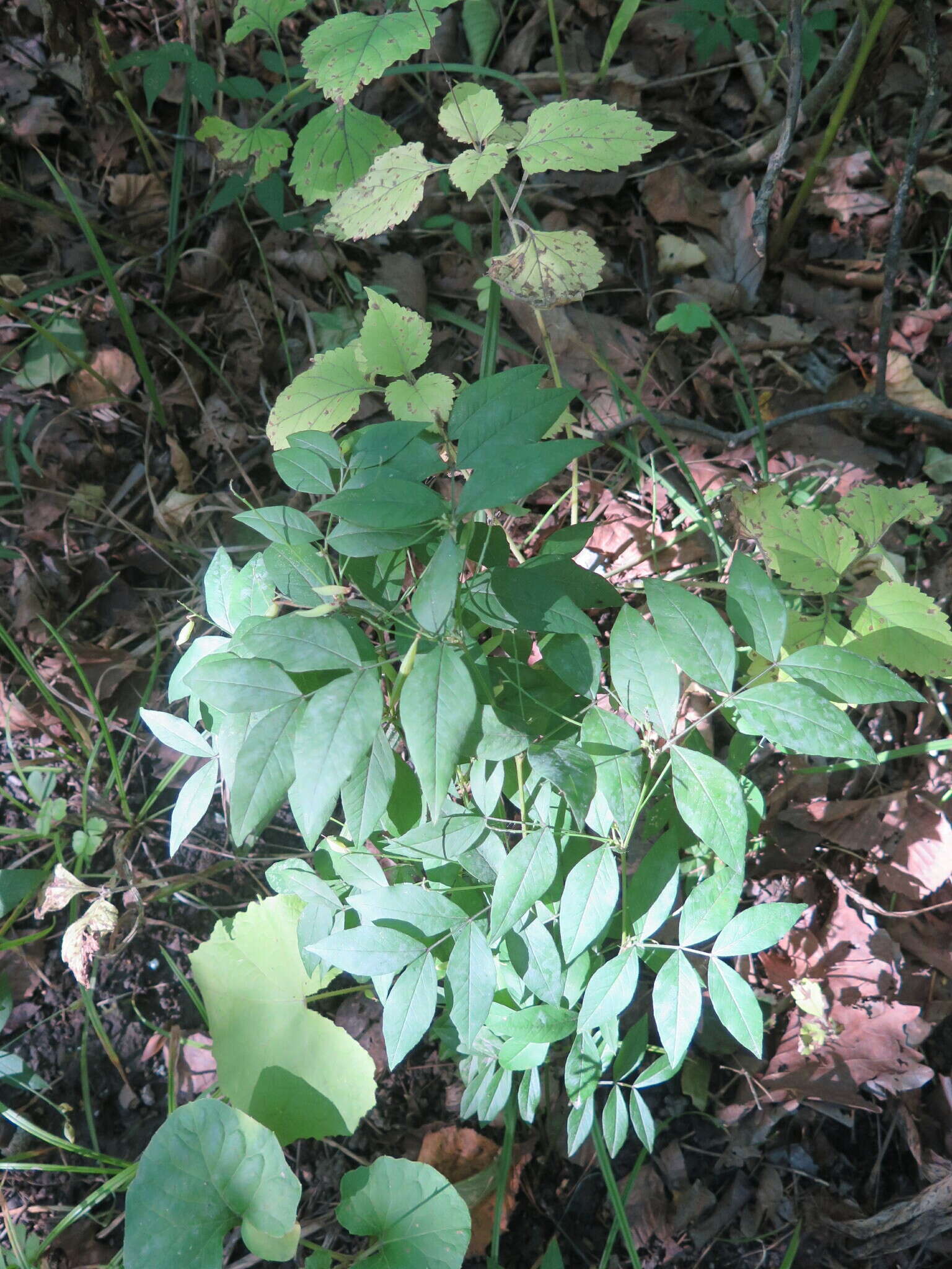 Image of Vicia ramuliflora (Maxim.) Ohwi