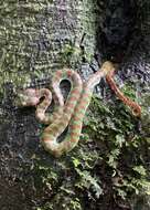 Image of Trimeresurus phuketensis Sumontha, Kunya, Pauwels, Nitikul & Punnadee 2011