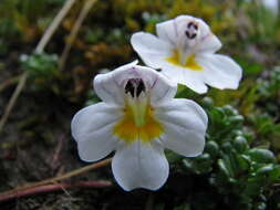 Imagem de Euphrasia revoluta Hook. fil.