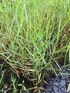 Image of torpedo grass