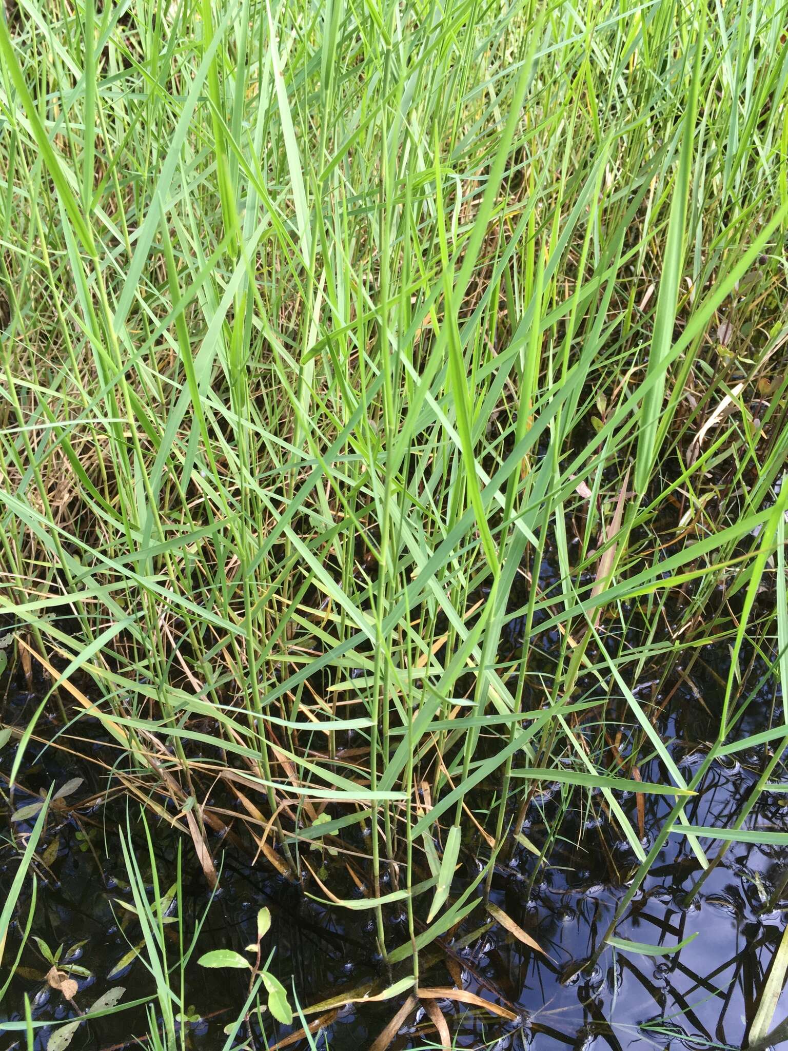 Image of torpedo grass