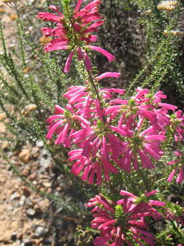 Image of Erica abietina subsp. atrorosea E. G. H. Oliv. & I. M. Oliv.