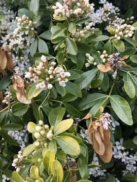 Image of Mexican Orange Blossom