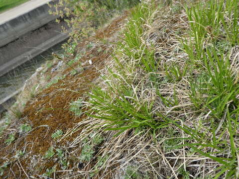 Image of Carex pediformis C. A. Mey.