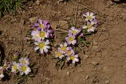 Image of Calandrinia affinis Gill. ex Arn.