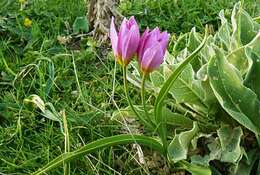 Image of Tulipa saxatilis Sieber ex Spreng.