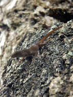 Image of Anolis ignigularis Mertens 1939