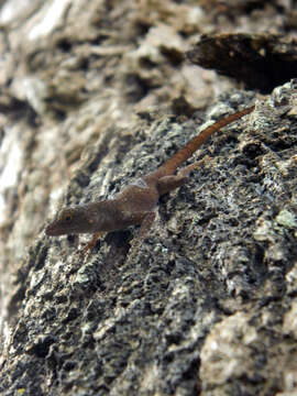 Image of Anolis ignigularis Mertens 1939