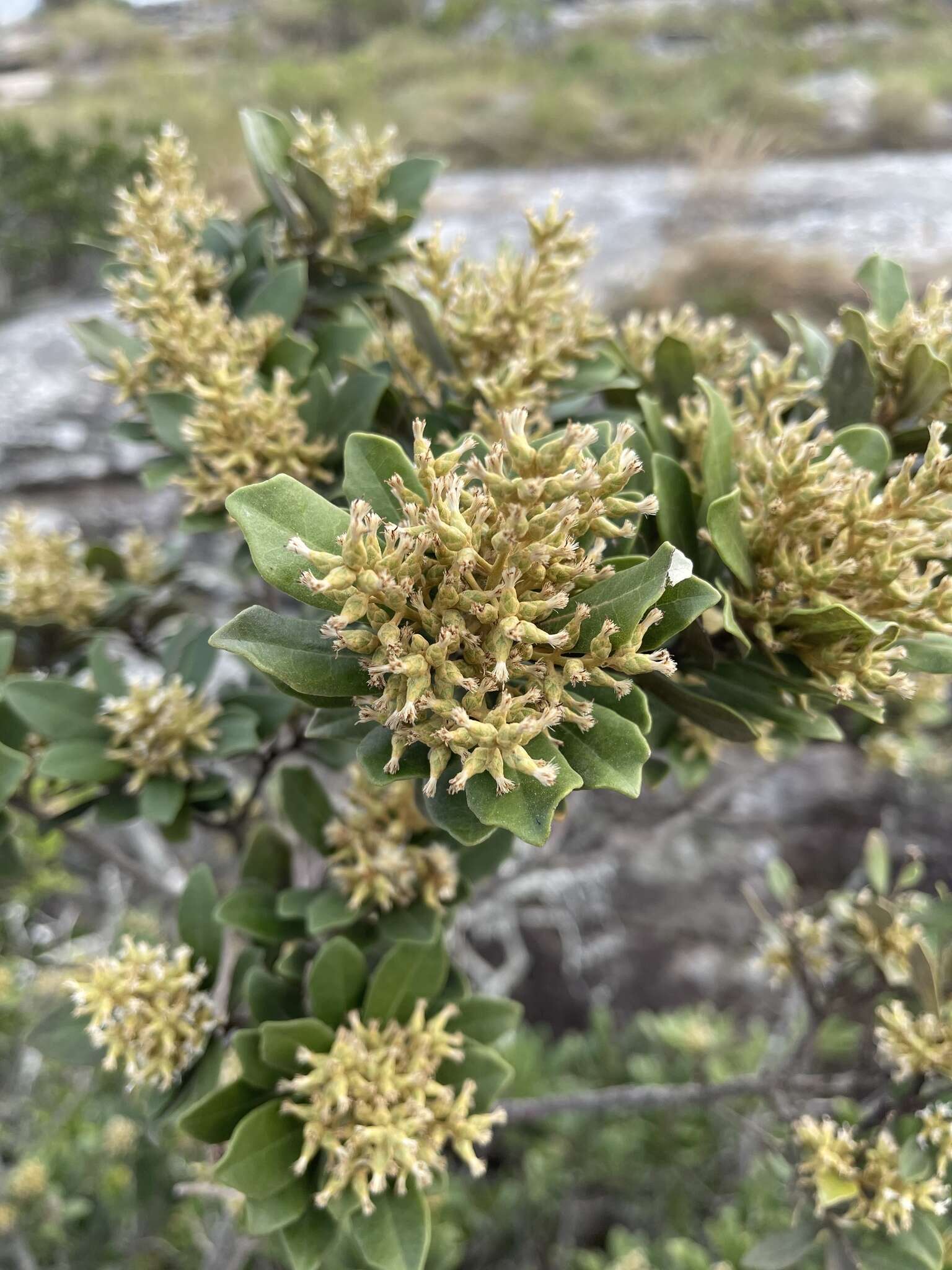 Image of Brachylaena glabra (L. fil.) Druce