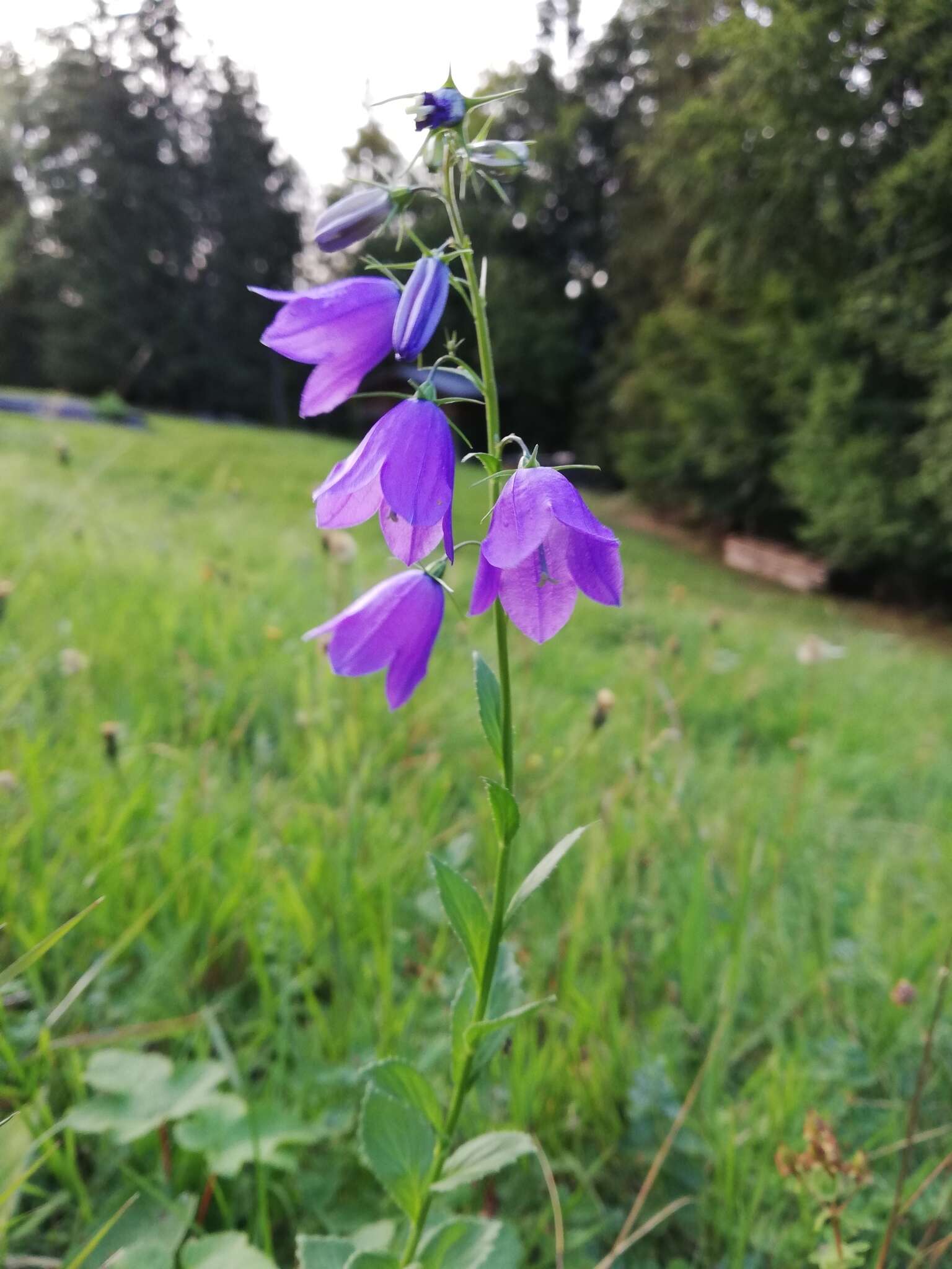 Image of Campanula rhomboidalis L.