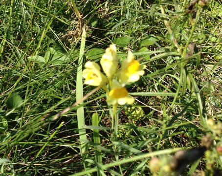 Image of Common Toadflax