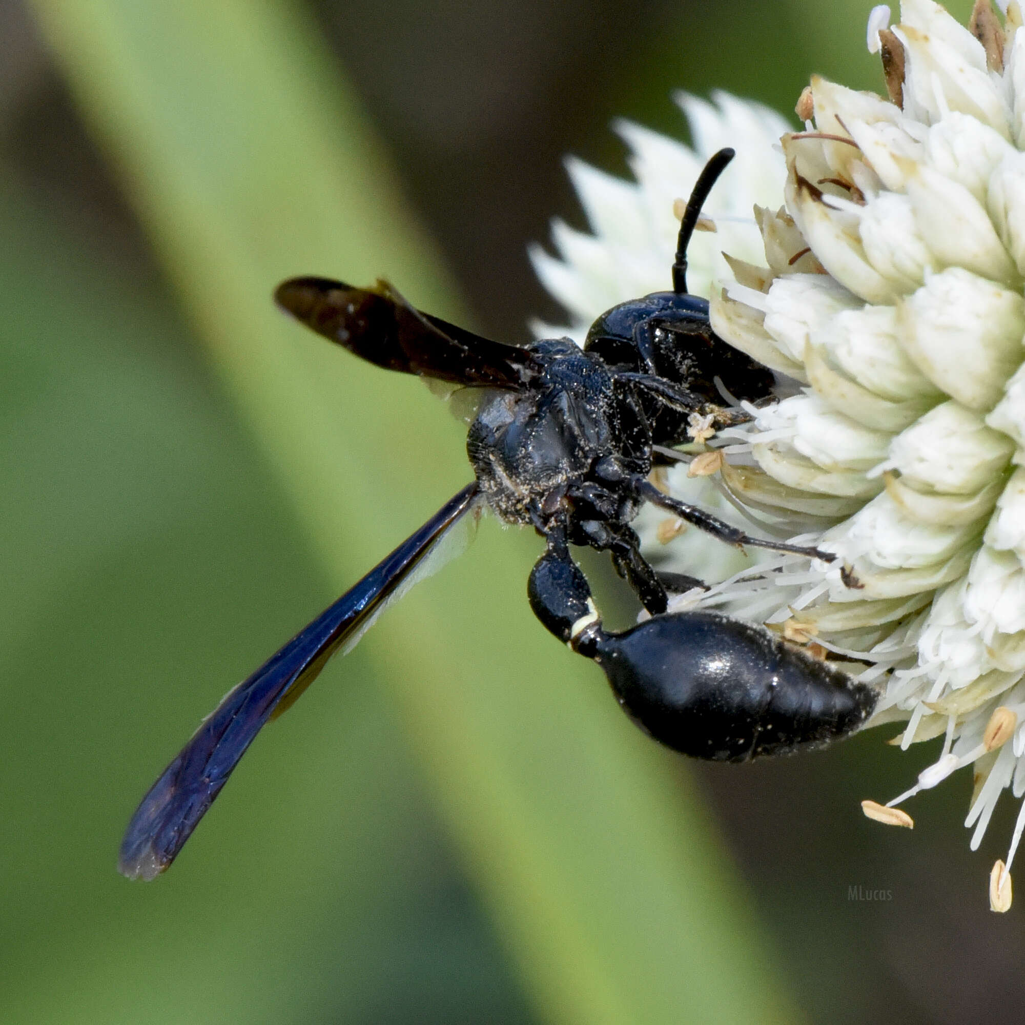 Image of <i>Zethus <i>spinipes</i></i> spinipes