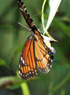 Image of Limenitis archippus floridensis Strecker 1878